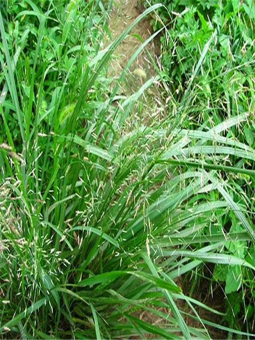 畫眉草 觀賞與生態兼優的苗木新寵——圖片賞析與種植指南