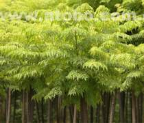 商丘種植產品庫 價格、圖片與廠家一站式指南